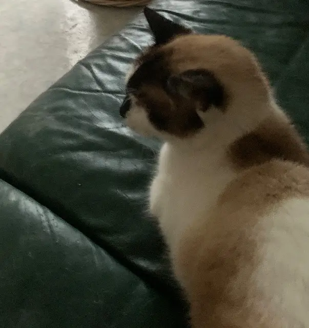 chat lost   24520 Mouleydier Pretty