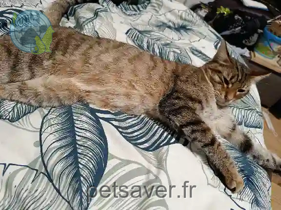 Chat Perdu 24 Dordogne - Rakan Chat Perdu 24 Dordogne - Rakan