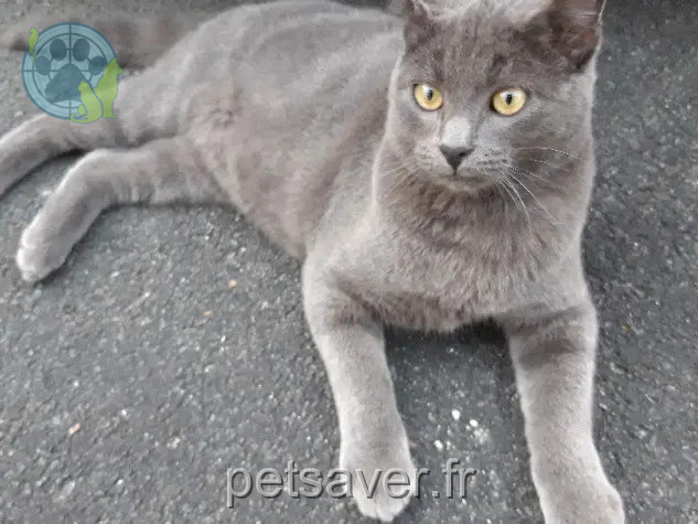 Chat Perdu 24 Dordogne - Relax---tigrou---grisou Chat Perdu 24 Dordogne - Relax---tigrou---grisou