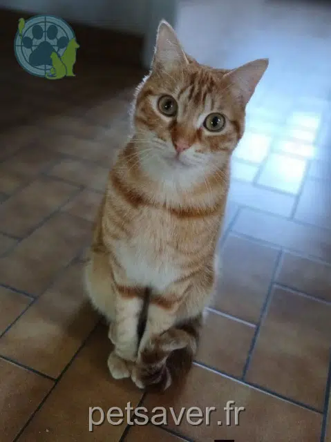 chat lost   24100 Bergerac Rocket