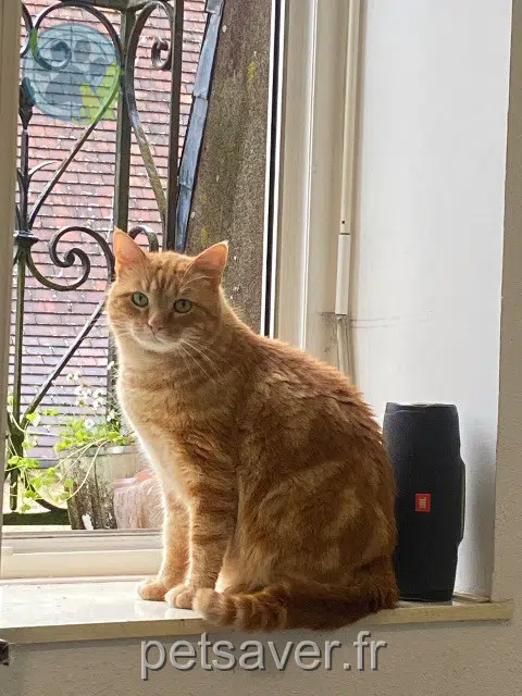 gatto lost   24170 Sagelat Yvar