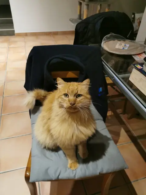 chat lost   24500 Saint-Julien-Innocence-Eulalie Garfield