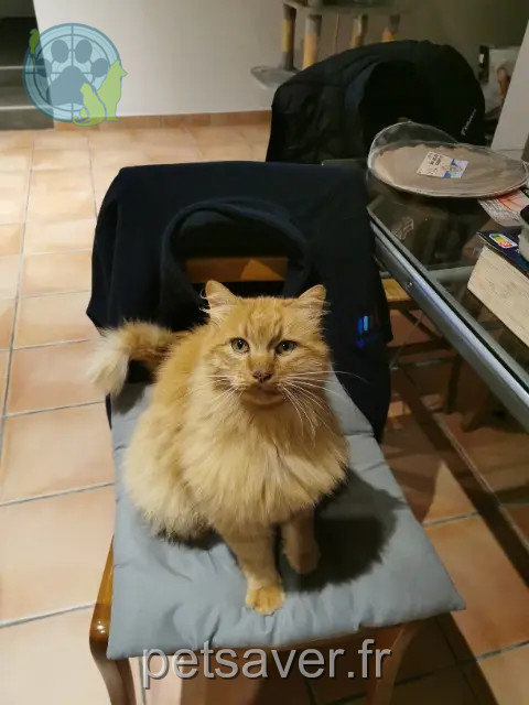 gatto perso 24500 Saint-Julien-Innocence-Eulalie Garfield gatto lost 24500 Saint-Julien-Innocence-Eulalie Garfield