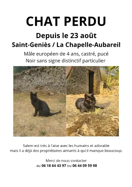gatto perso 24290 La Chapelle-Aubareil Salem gatto lost 24290 La Chapelle-Aubareil Salem