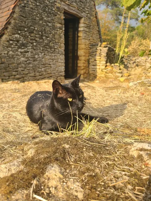 kater vermist 24290 La Chapelle-Aubareil Salem kater lost 24290 La Chapelle-Aubareil Salem