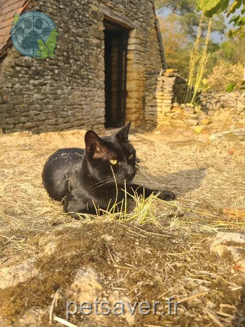 gato perdido 24290 La Chapelle-Aubareil Salem gato lost 24290 La Chapelle-Aubareil Salem