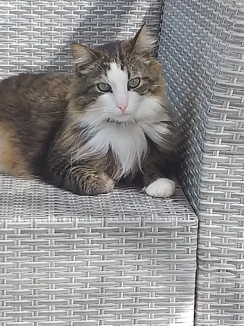 chat lost   24250 Domme Sam