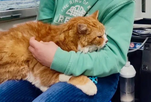 chat lost    Sanilhac Poté