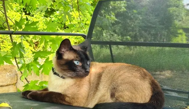 chat lost   24610 Villefranche-de-Lonchat Shadow