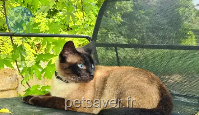 chat perdu 24610 Villefranche-de-Lonchat Shadow chat lost 24610 Villefranche-de-Lonchat Shadow