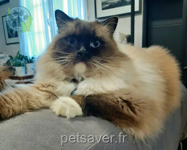 chat lost   24680 Gardonne Shadow