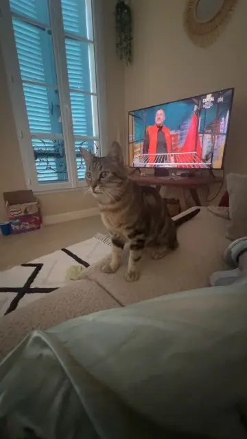 chat lost   24400 Mussidan Simba