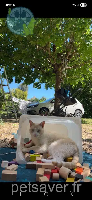 gato perdido 24480 Le Buisson-de-Cadouin Sky gato lost 24480 Le Buisson-de-Cadouin Sky