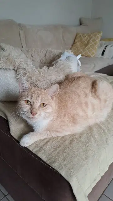 cat lost   24130 Prigonrieux Solignac