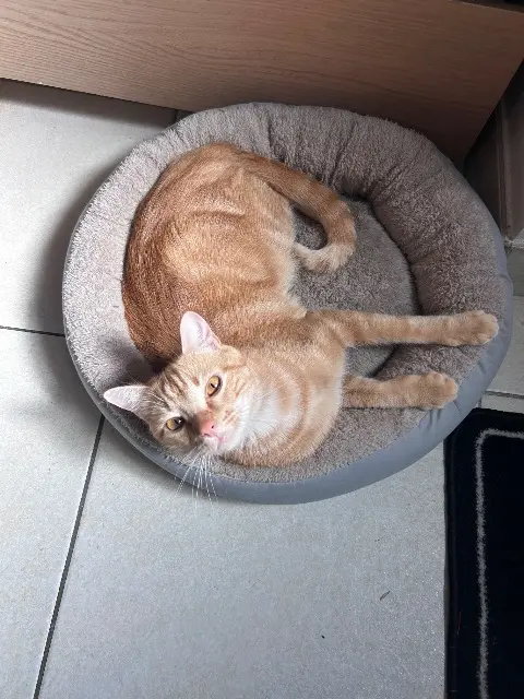 chat lost    Sorges et Ligueux en Périgord Tigrou