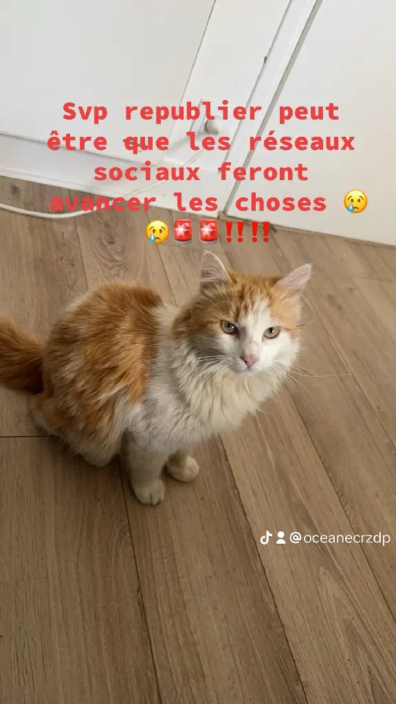 Chat Perdu 24 Dordogne - Speedy Chat Perdu 24 Dordogne - Speedy