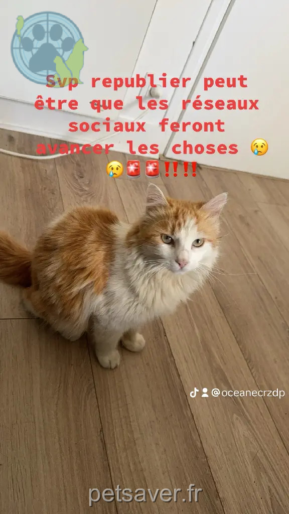 Chat Perdu 24 Dordogne - Speedy Chat Perdu 24 Dordogne - Speedy
