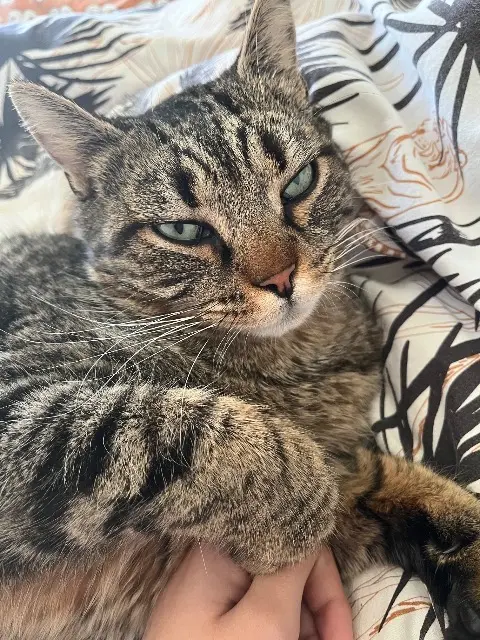 chat lost   24100 Saint-Laurent-des-Vignes Stromae