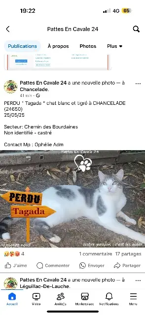chat lost   24650 Chancelade Tagada