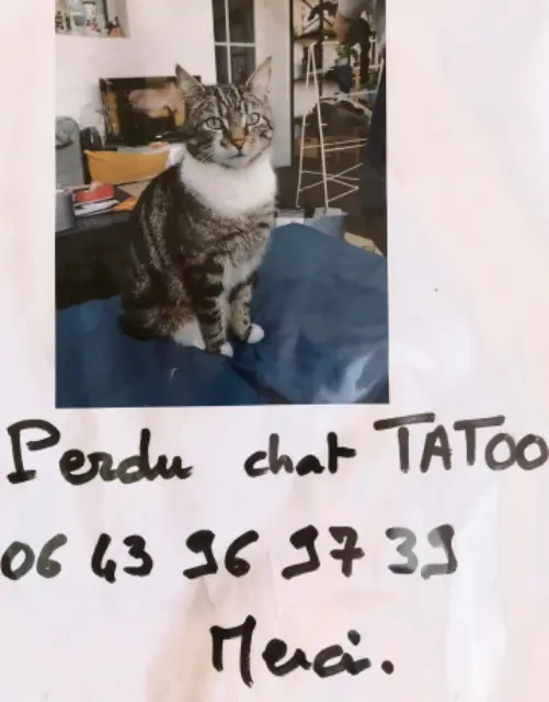 chat lost   24120 Terrasson-Lavilledieu Tatoo