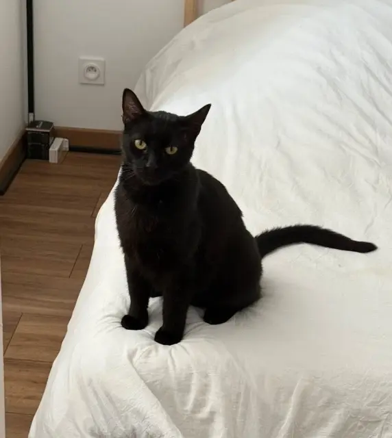 chat lost   24000 Périgueux Tigrou