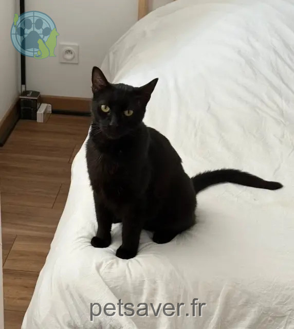 chat perdu 24000 Périgueux Tigrou chat lost 24000 Périgueux Tigrou