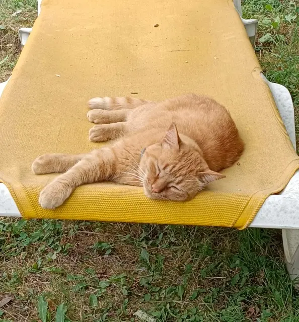 chat lost   24260 Saint-Chamassy Tigrou