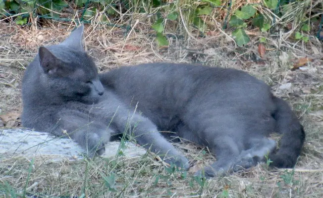 Chat Perdu 24 Dordogne - Tinny Chat Perdu 24 Dordogne - Tinny