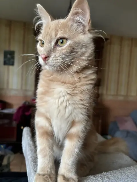 chat lost   24100 Bergerac Tintin