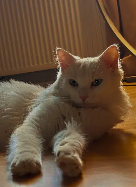 chat lost   24120 La Dornac Tipak