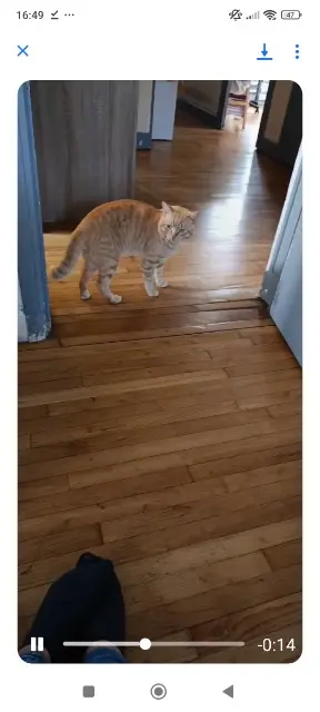 chat lost   24330 La Douze Titou