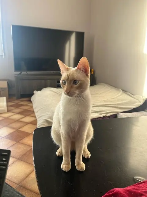 chat lost   24110 Saint-Léon-sur-l'Isle Uston