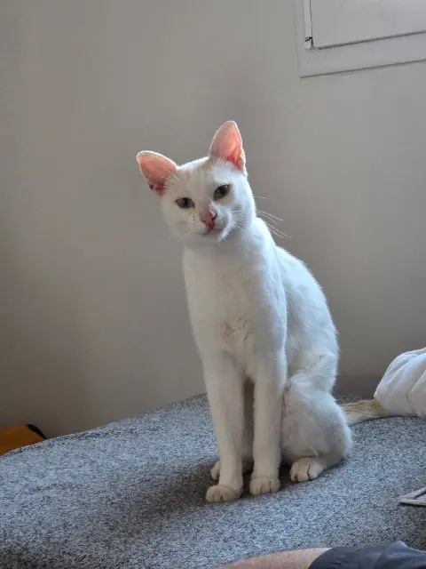 chat lost   24500 Eymet Wilo