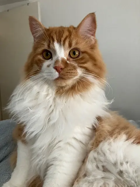 chat lost   24100 Bergerac Winnie