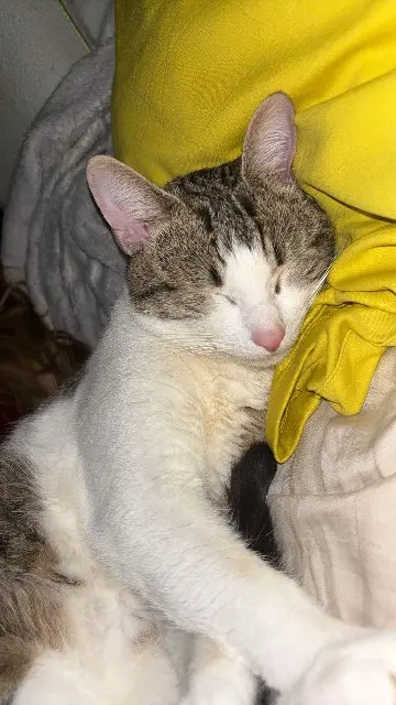 chat lost   24000 Périgueux Winston