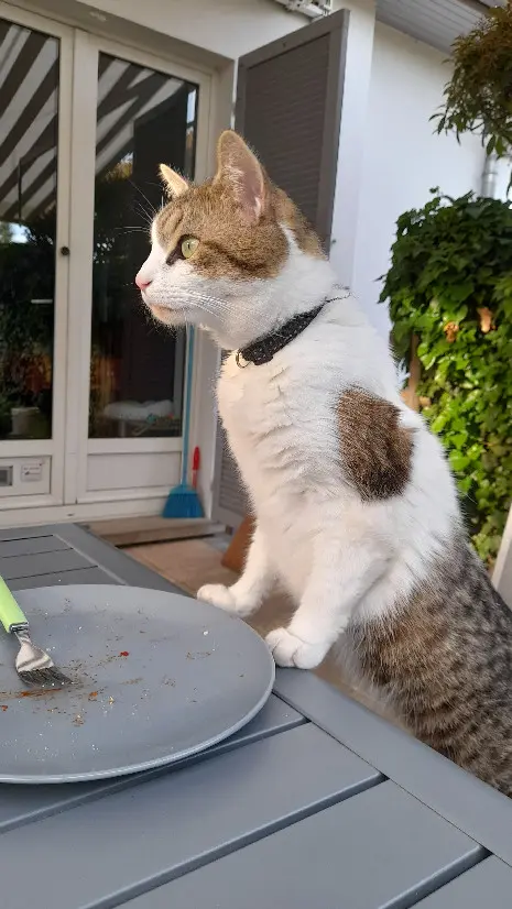 Chat Perdu 24 Dordogne Chat Perdu 24 Dordogne
