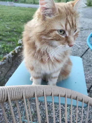 Chat Perdu 24 Dordogne Chat Perdu 24 Dordogne