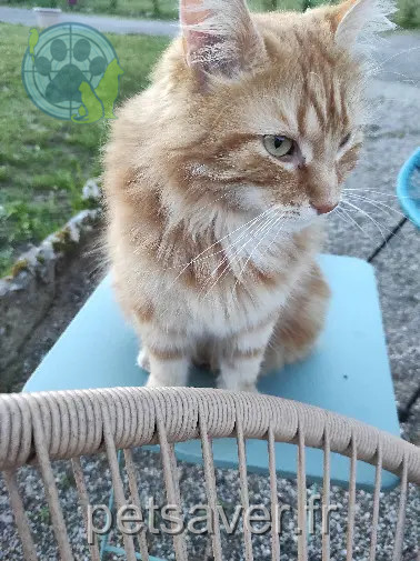 Chat Perdu 24 Dordogne Chat Perdu 24 Dordogne