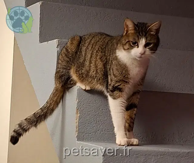 gatto lost   25200 Montbéliard Abysse