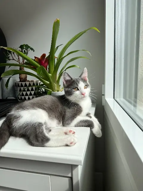 chat lost   25870 Bonnay Akú