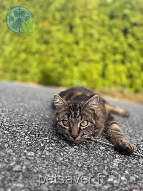 chat lost   25470 Charmauvillers Albator