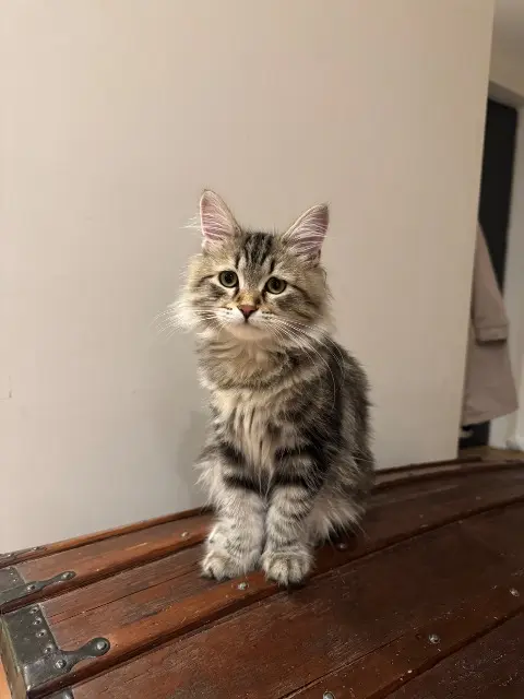 chat lost   25160 Labergement-Sainte-Marie Albert