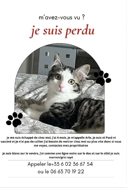 chat lost   25230 Seloncourt Arlo