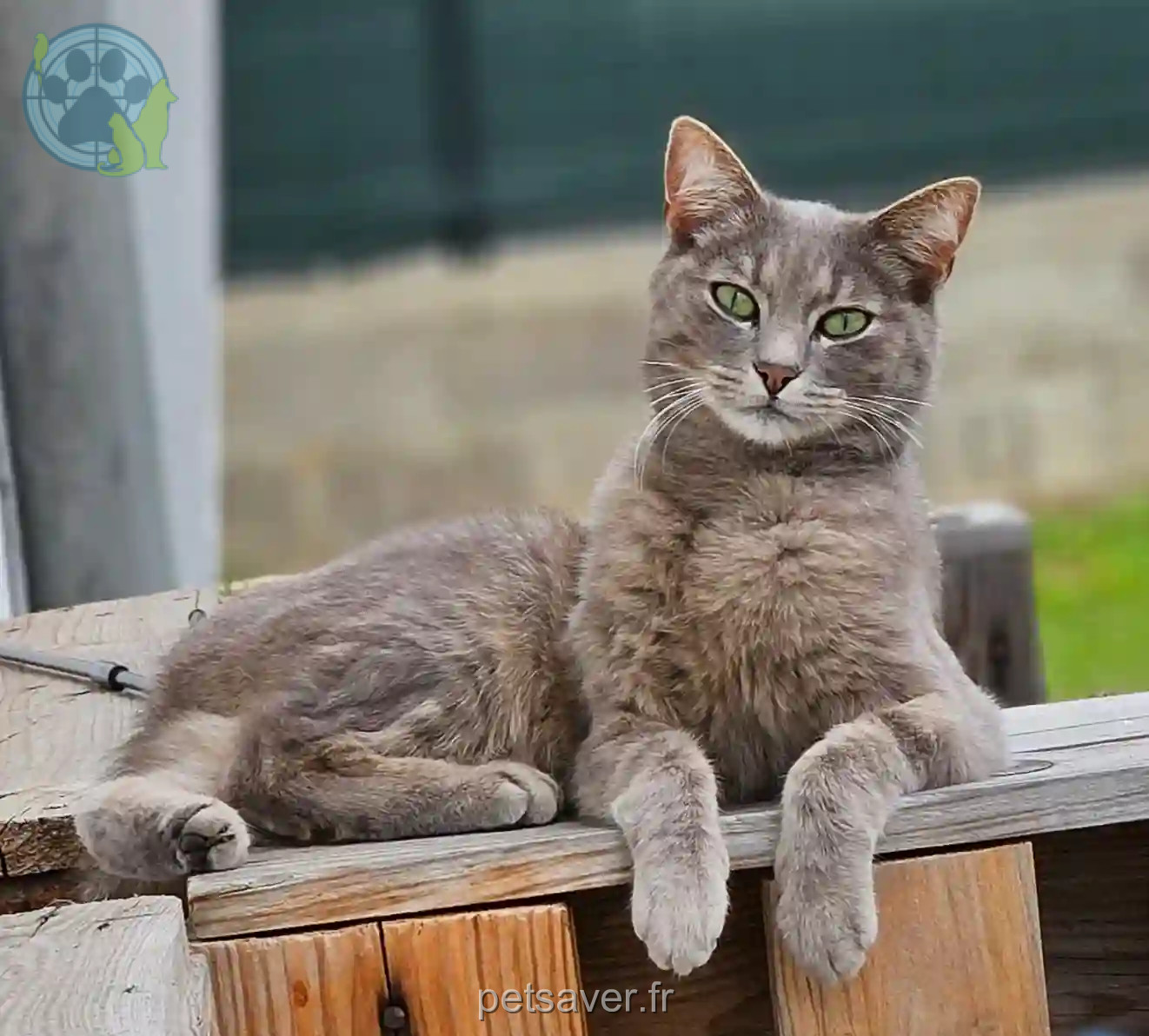 Chat Perdu 25 Doubs - Arès Chat Perdu 25 Doubs - Arès