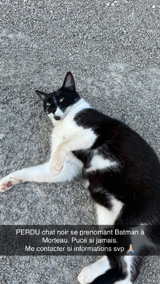 Chat Perdu 25 Doubs - Batman Chat Perdu 25 Doubs - Batman