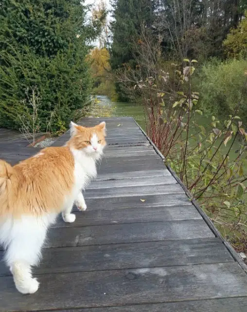 chat lost   25370 Jougne Beltan