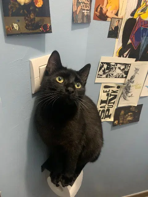 chat lost   25690 Avoudrey Berlioz