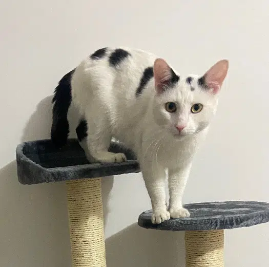 chat lost   25000 Besançon Boby