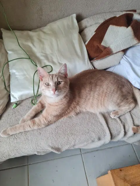 chat lost   25000 Besançon Chatouille