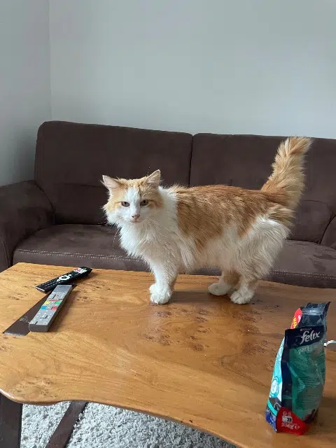 chat lost   25000 Besançon Gaston